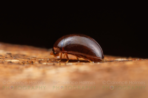 Cybocephalus