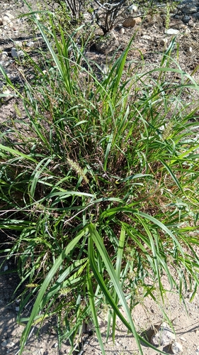 plains bristlegrass