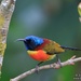 Doi Inthanon Sunbird - Photo (c) Judd Patterson, all rights reserved, uploaded by Judd Patterson