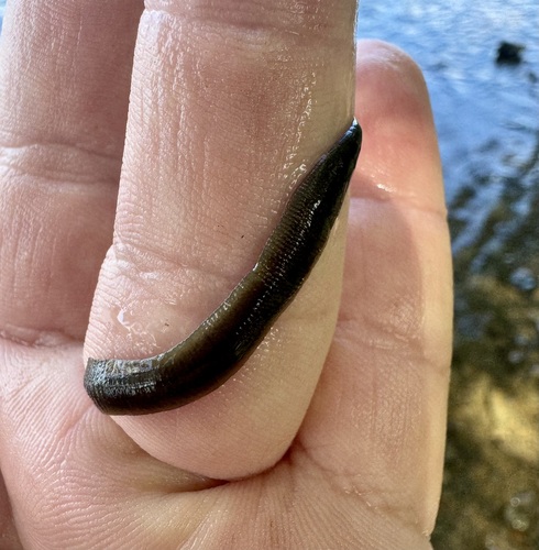 Erpobdella punctata