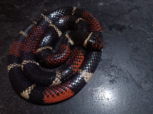 Aquatic Coralsnake