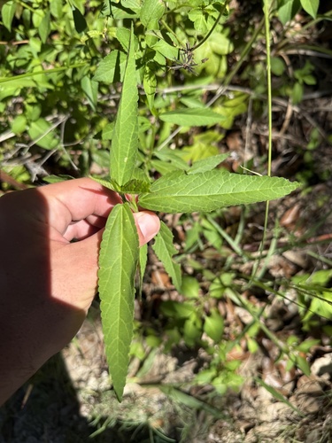 Sida littoralis