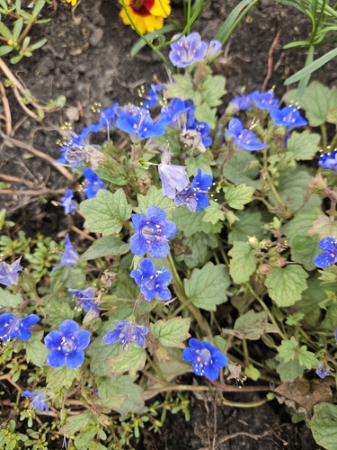 desert bluebells