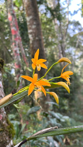 Cattleya neokautskyi