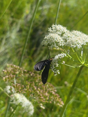 iNaturalist observation photo of White-tipped Ctenucha