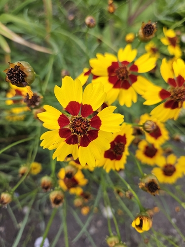 plains coreopsis
