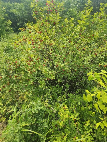 Nanking Cherry