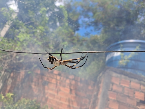 Silver Garden Orbweaver