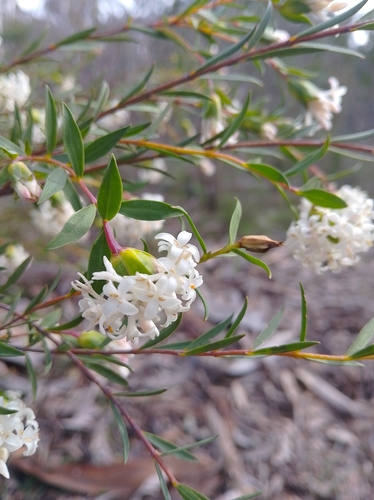 Gaunt Riceflower
