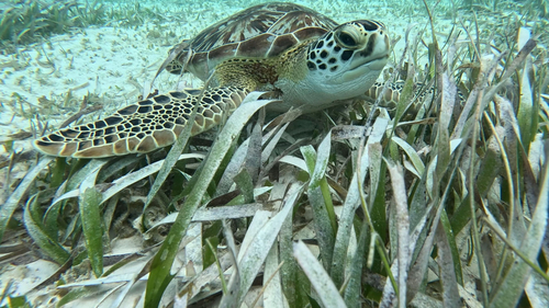 Green Sea Turtle