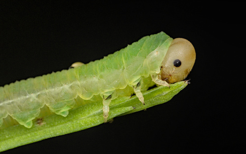 iNaturalist observation photo of Dolerus