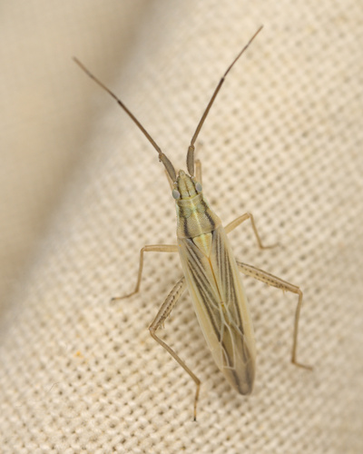 iNaturalist observation photo of Three-spined Grass Bug