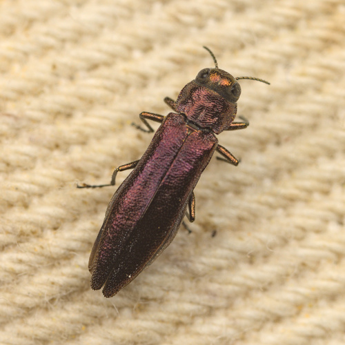 iNaturalist observation photo of Willow Gall Limb Borer