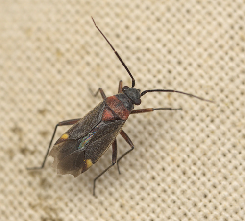 iNaturalist observation photo of Aoplonema