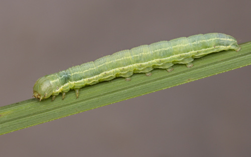 iNaturalist observation photo of Cutworm Moths and Allies