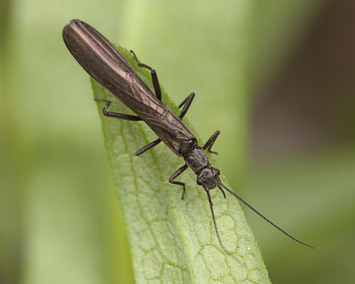 iNaturalist observation photo of Stoneflies