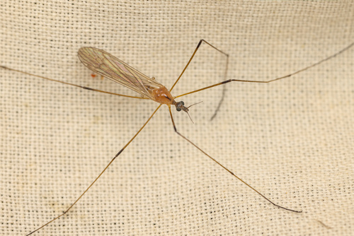 iNaturalist observation photo of Limoniid Crane Flies