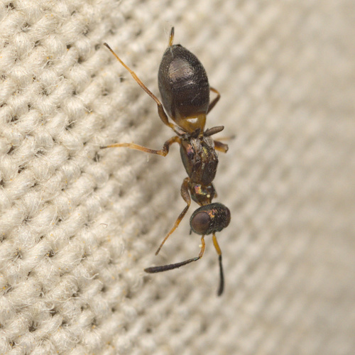 iNaturalist observation photo of Eupelmus