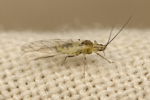 iNaturalist observation photo of Aphids