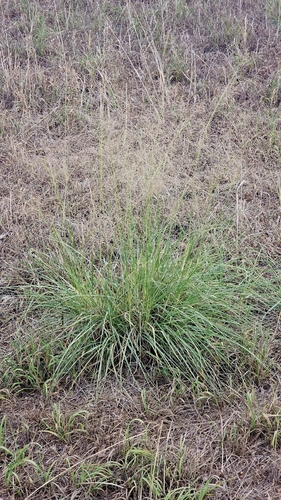 Alkali Sacaton