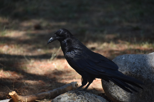iNaturalist observation photo of Common Raven