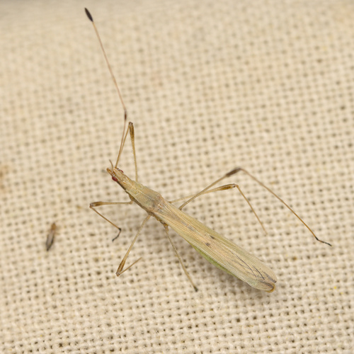 iNaturalist observation photo of Neoneides muticus