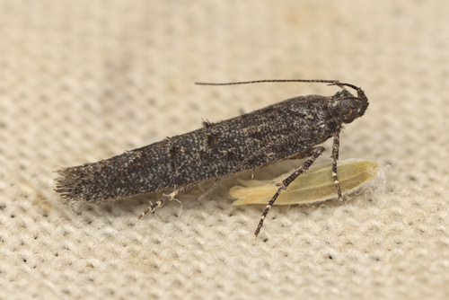 iNaturalist observation photo of Curved-horn Moths