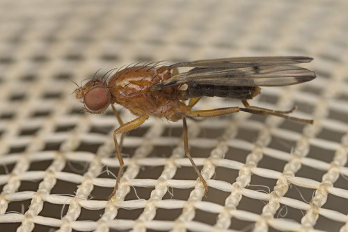 iNaturalist observation photo of Geomyza