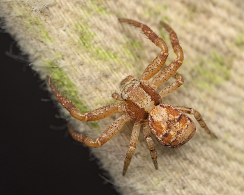 iNaturalist observation photo of Enlarged Ground Crab Spider