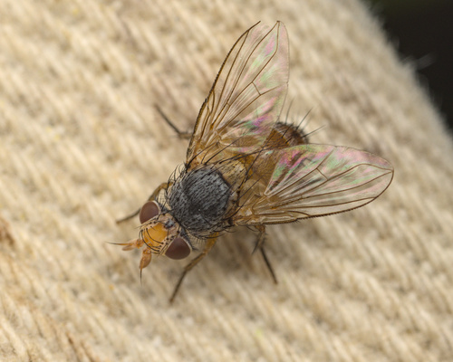 iNaturalist observation photo of Tachinid Flies