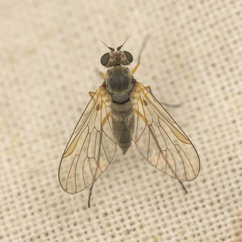 iNaturalist observation photo of Chrysopilus