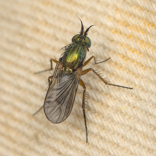 iNaturalist observation photo of Dolichopodini
