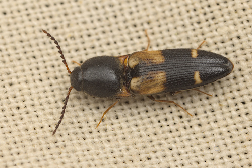 iNaturalist observation photo of Megapenthes