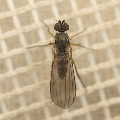 iNaturalist observation photo of Long-legged Flies