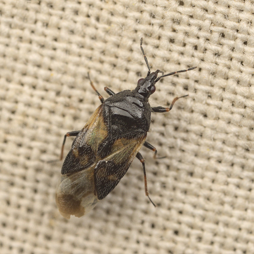 iNaturalist observation photo of Anthocorinae