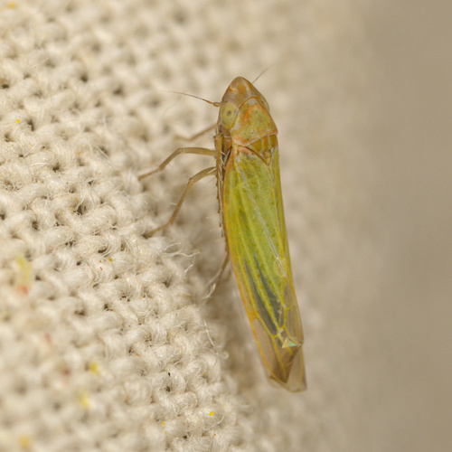 iNaturalist observation photo of Microleafhoppers