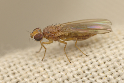 iNaturalist observation photo of Acalyptrate Flies
