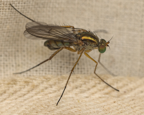 iNaturalist observation photo of Dolichopodini