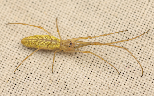 iNaturalist observation photo of Stretch Spiders