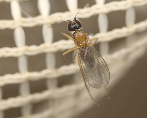 iNaturalist observation photo of Long-legged Flies