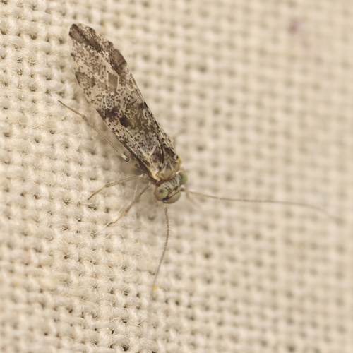 iNaturalist observation photo of Loensia