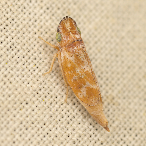 iNaturalist observation photo of Koebeliina