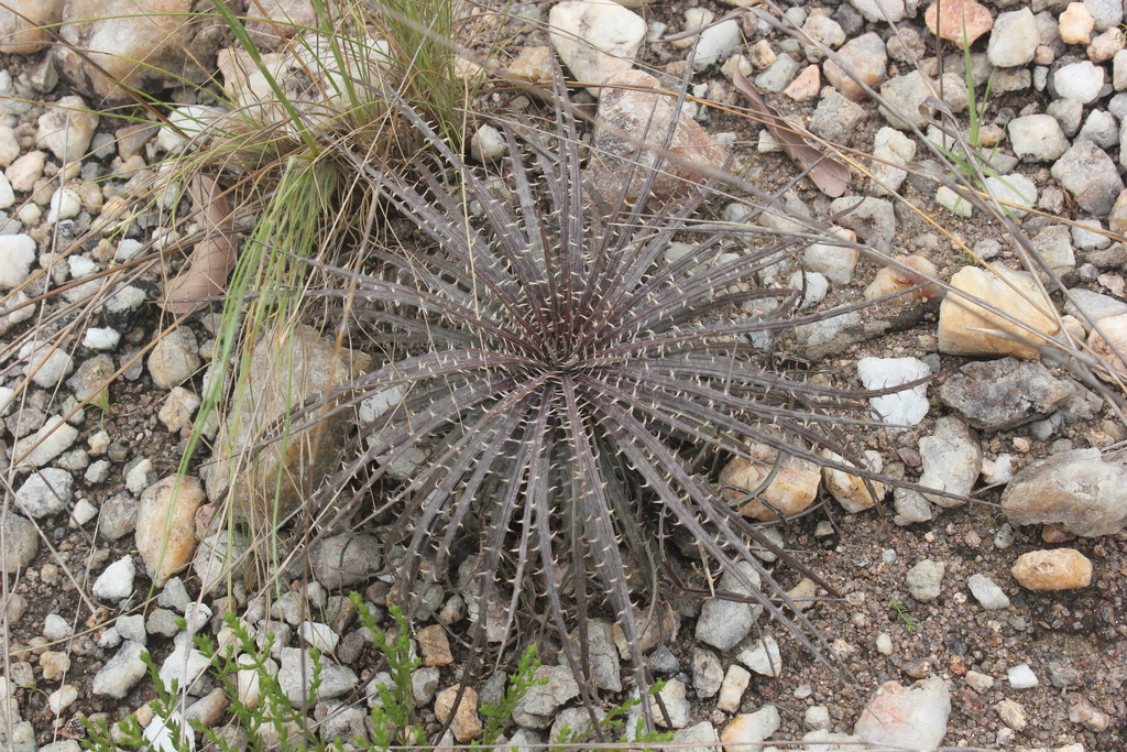 Deinacanthon urbanianum デイナカントン (検dyckia Deinacanthon urbanianum ベランダ放置が咲きました 冬の日照