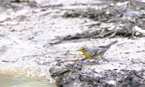 Grace's Warbler