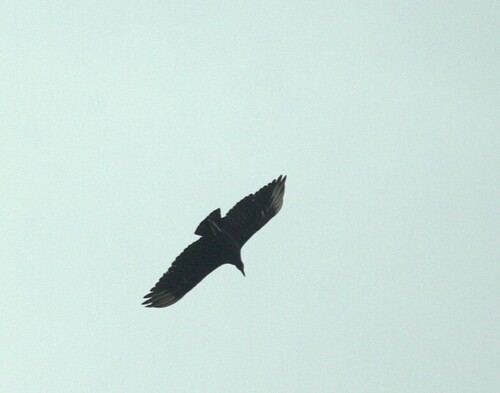 Black Vulture