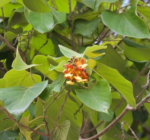 Kashmir tree