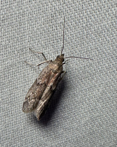 Dried Fruit Moth (Vitula edmandsii)