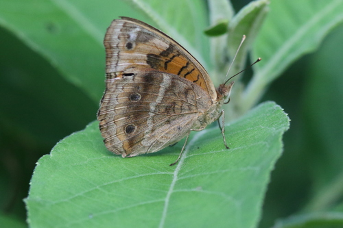 West Indian Mangrove Buckeye