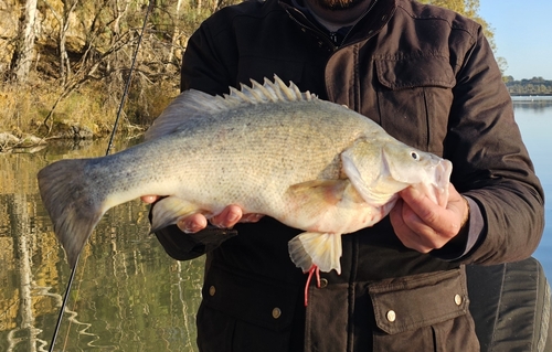 Golden Perch
