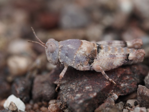 Cibolacris parviceps